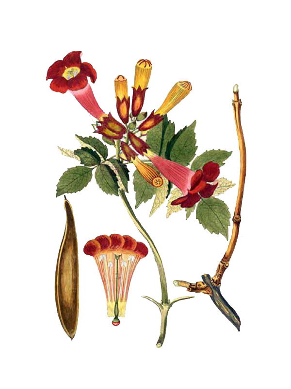 Campsis radicans