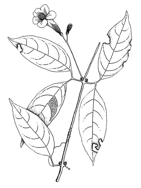 Clytostoma binatum