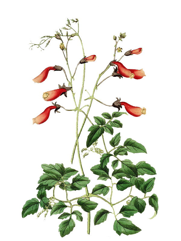 Eccremocarpus scaber