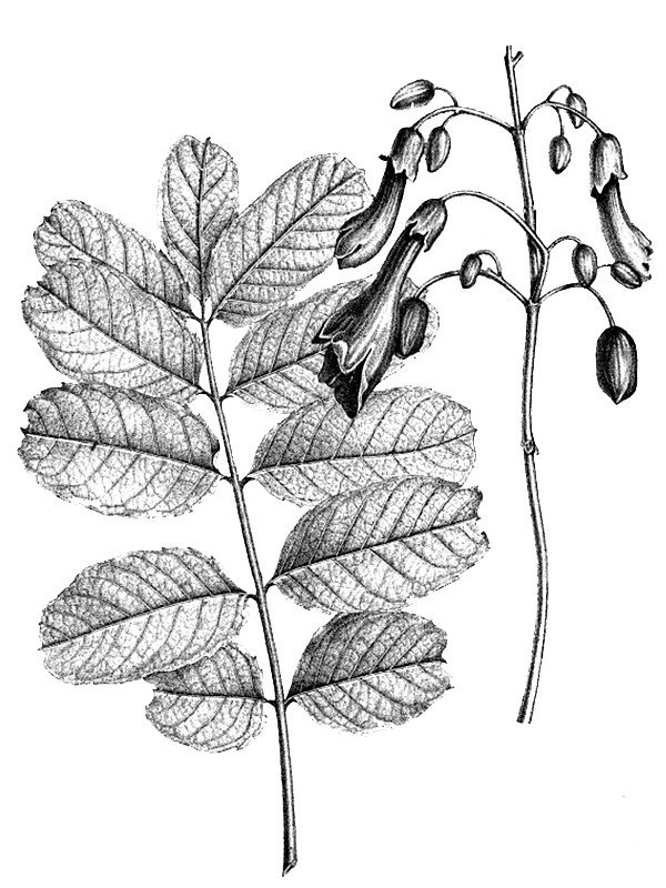 Kigelia aethiopica