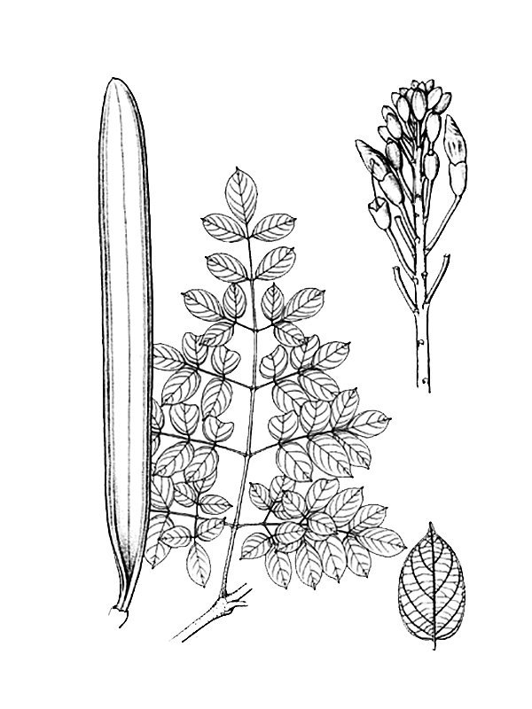 Oroxylum indicum