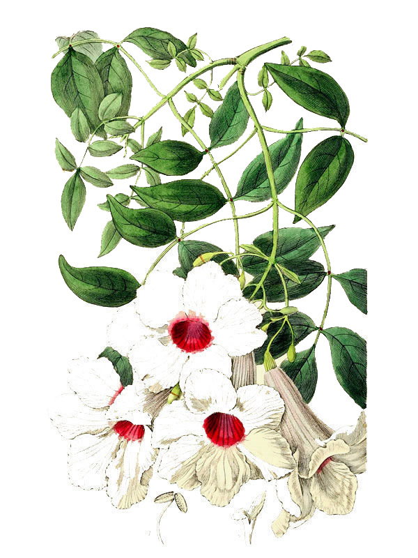 Pandorea jasminoides
