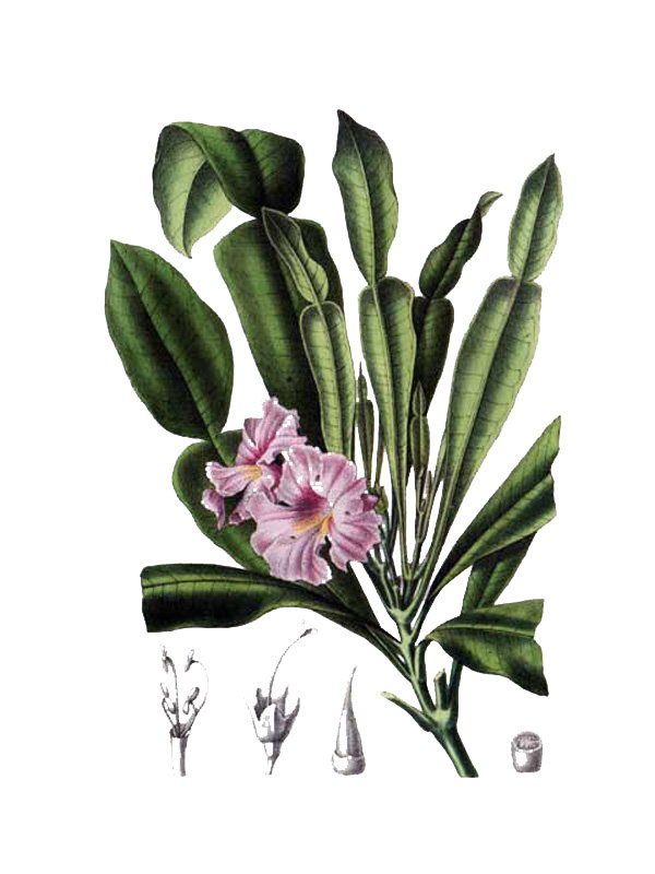 Phyllarthron bojeranum
