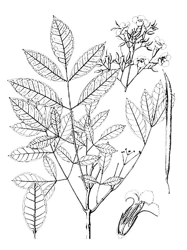 Radermachera pinnata