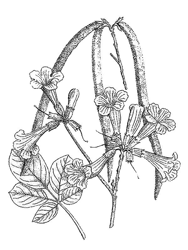 Tabebuia chrysotricha