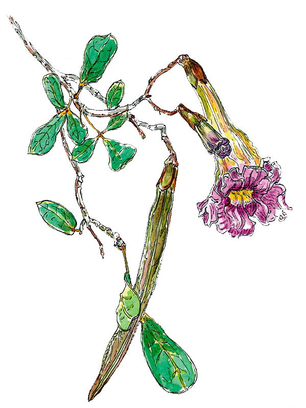 Tabebuia heterophylla