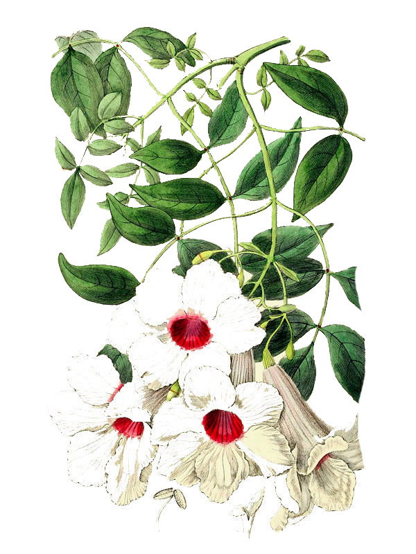 Tecoma jasminoides