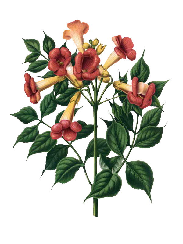 Tecoma radicans