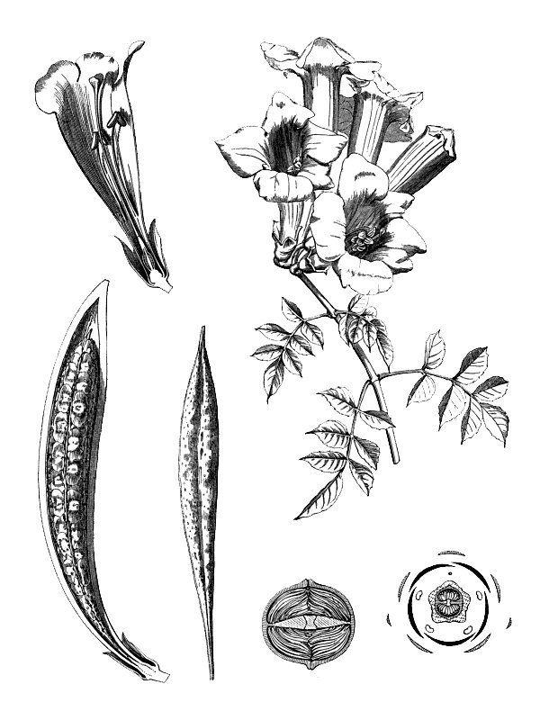 Tecoma radicans
