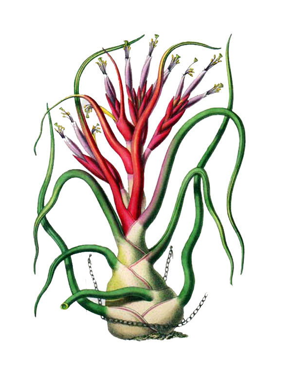 Tillandia bulbosa