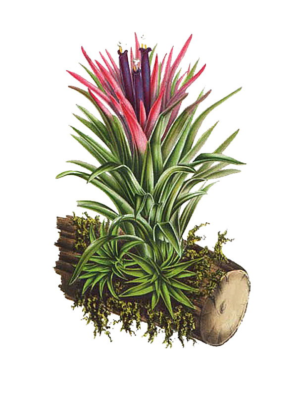 Tillandia ionantha