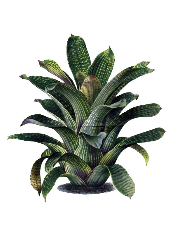Tillandia tessellata