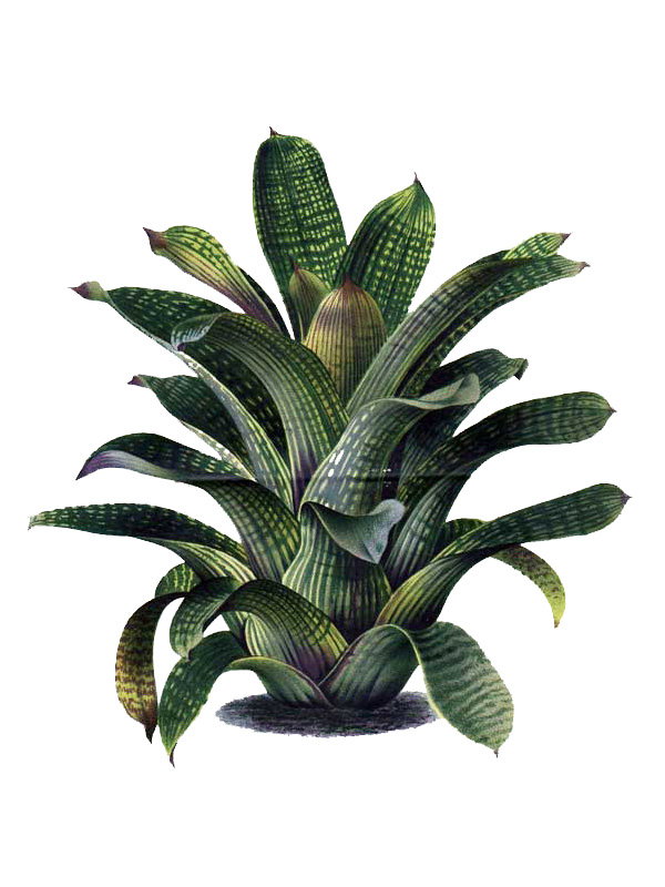 Vriesa gigantea