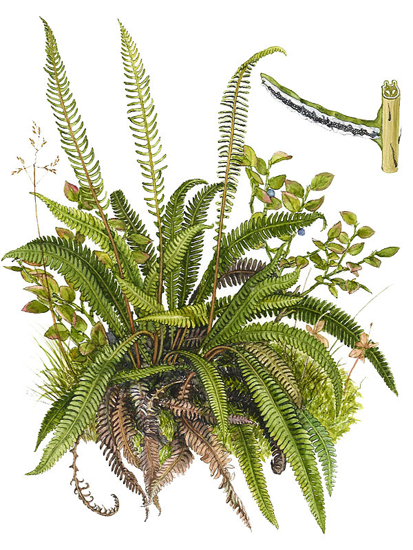 Blechnum spicant