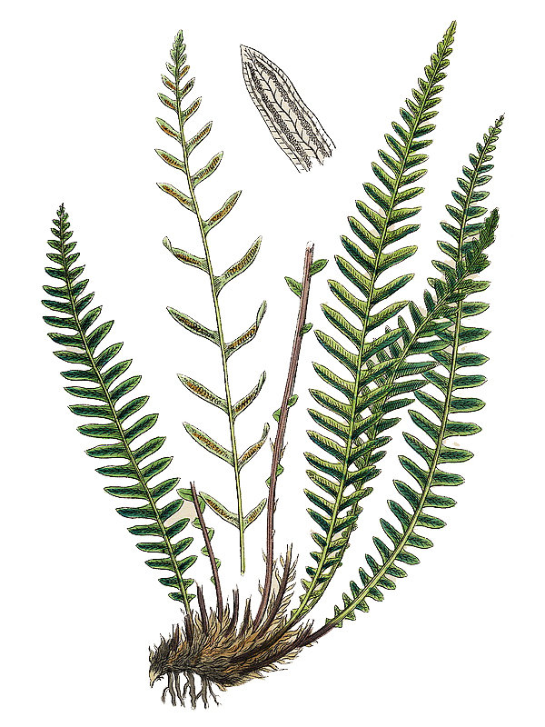 Blechnum spicant