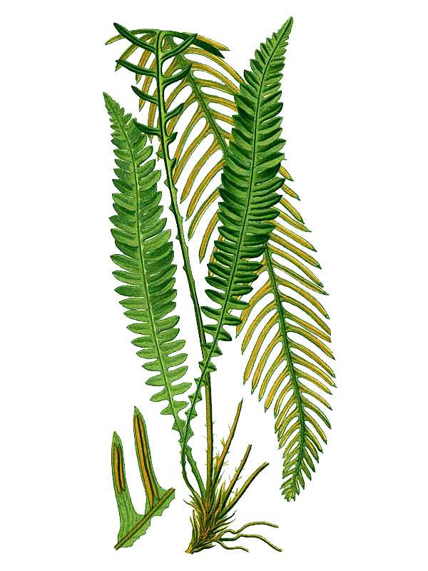 Blechnum spicant
