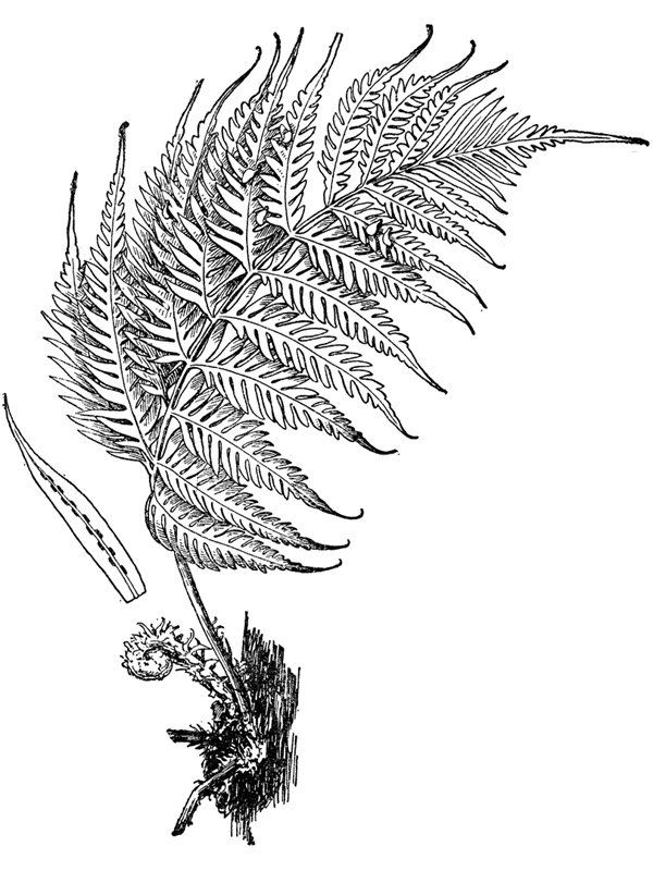 Woodwardia orientalis