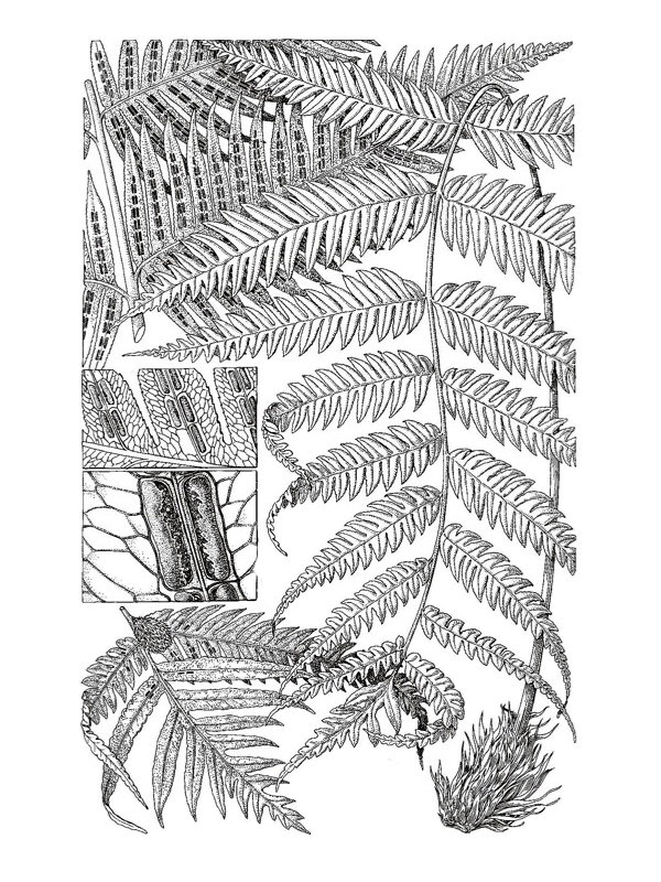 Woodwardia radicans
