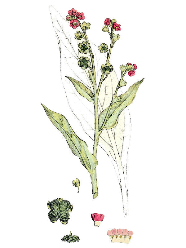 Cynoglossum officinale