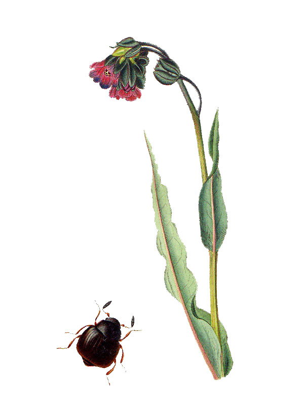 Cynoglossum officinale