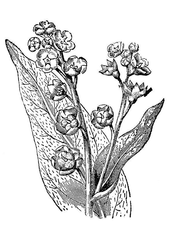 Cynoglossum officinale