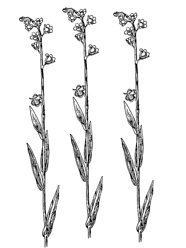 Cynoglossum officinale