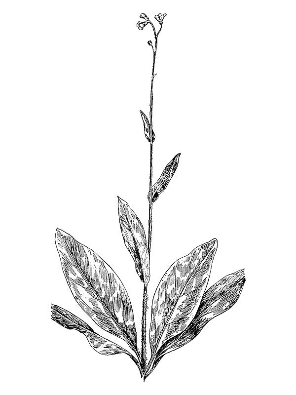 Cynoglossum virginianum