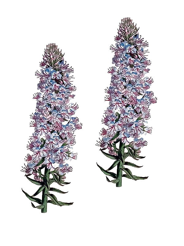 Echium candicans