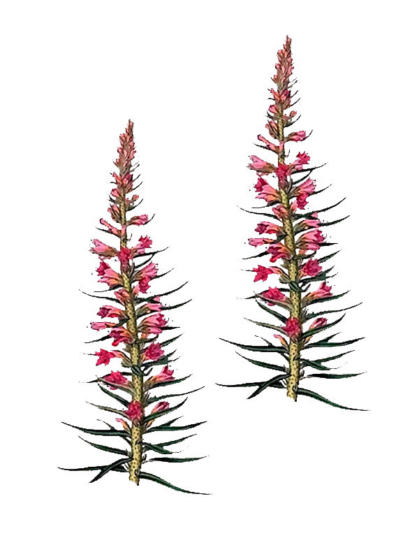 Echium rubrum