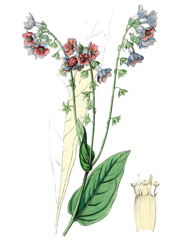 Lindelofia longiflora
