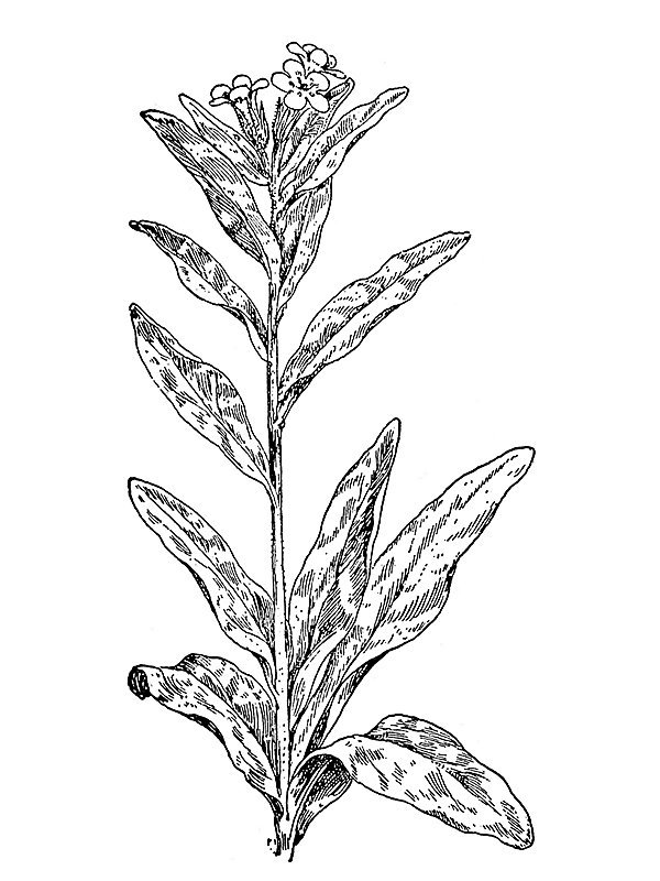 Lithospermum canescens