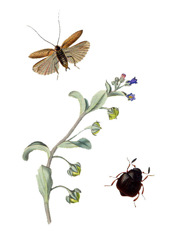 Mertensia maritima