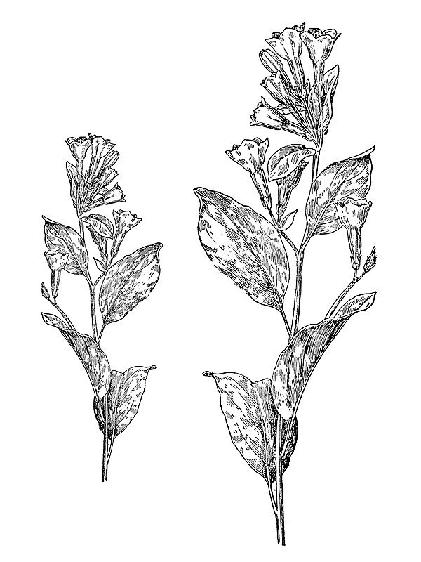 Mertensia virginiana