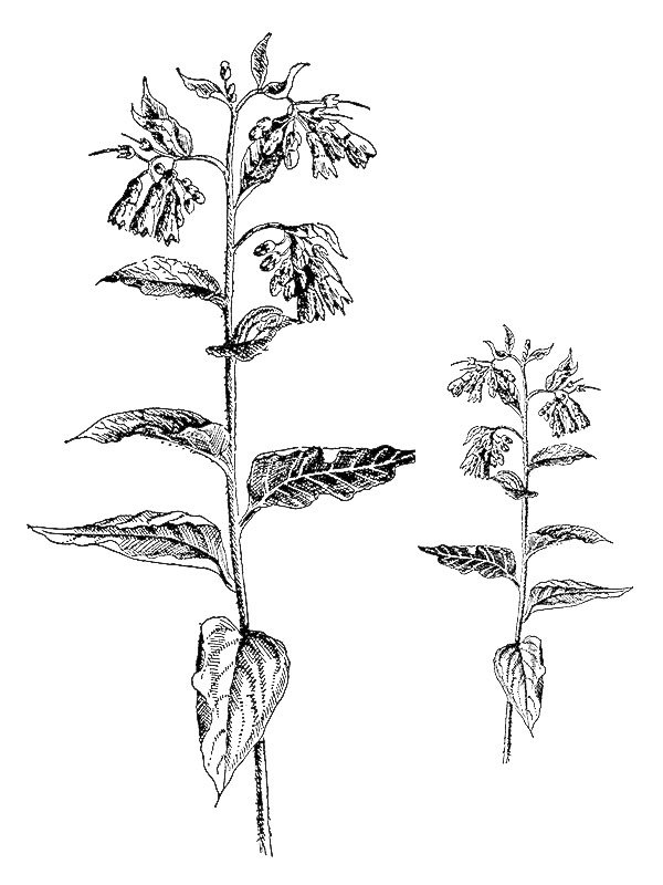 Symphytum asperum