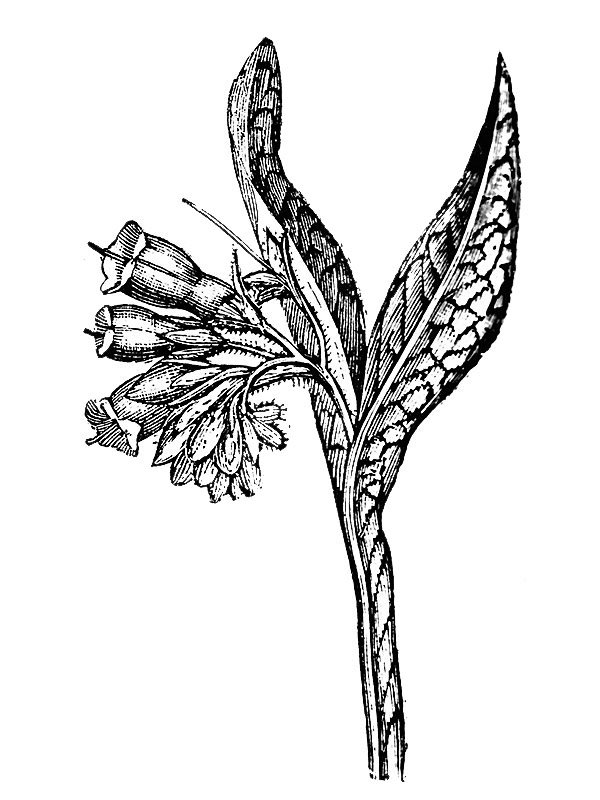 Symphytum officinale