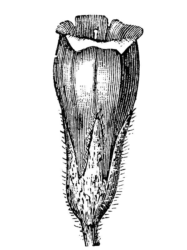 Symphytum officinale