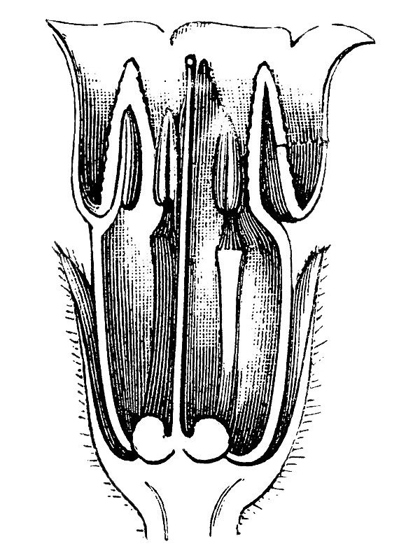 Symphytum officinale