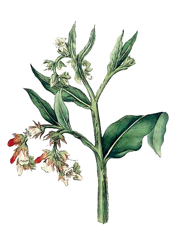 Symphytum officinale