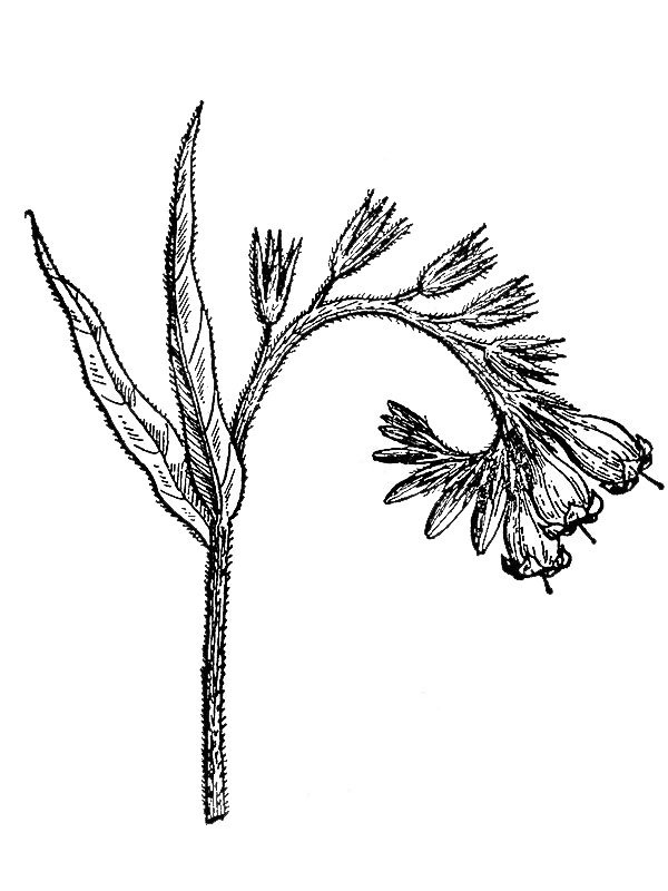 Symphytum officinale