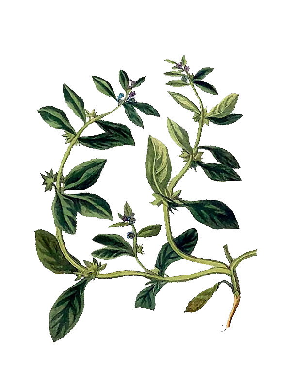 Asperugo procumbens