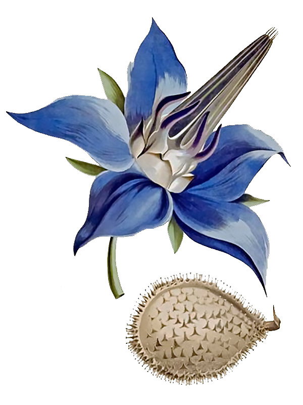 Boraginaceae_spp.