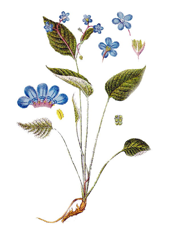 Cynoglossum omphalodes