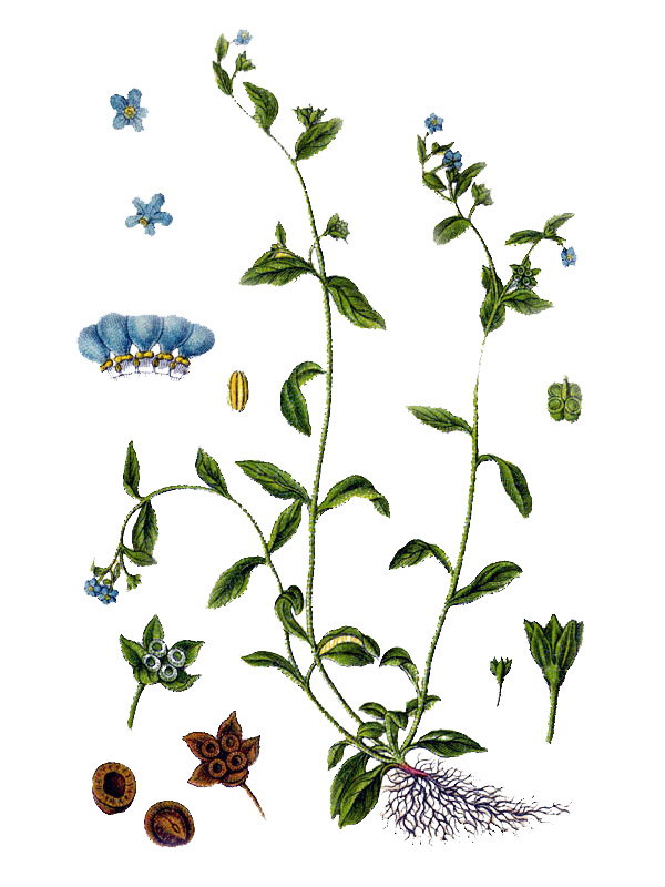 Cynoglossum scorpioides