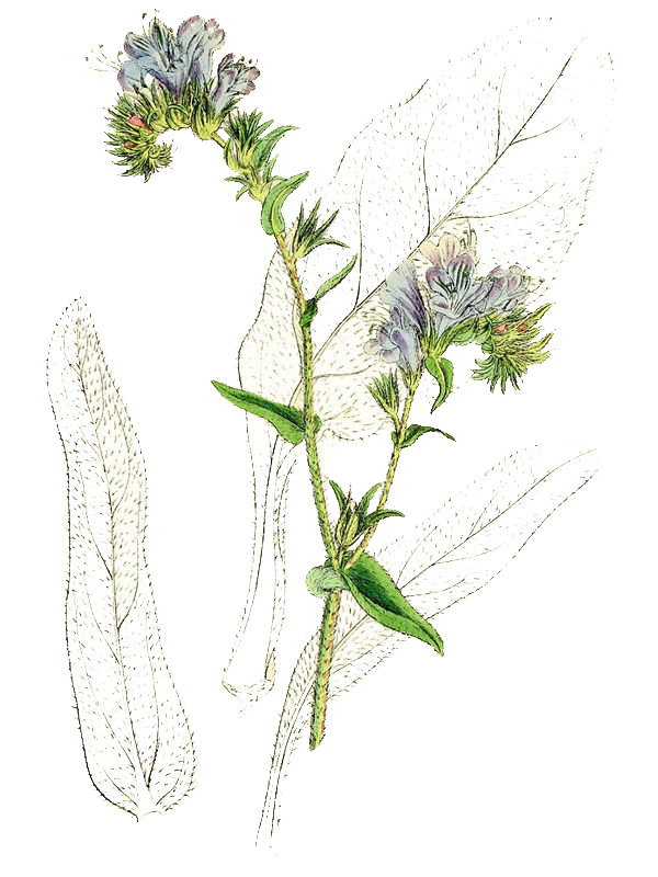 Echium plantagineum