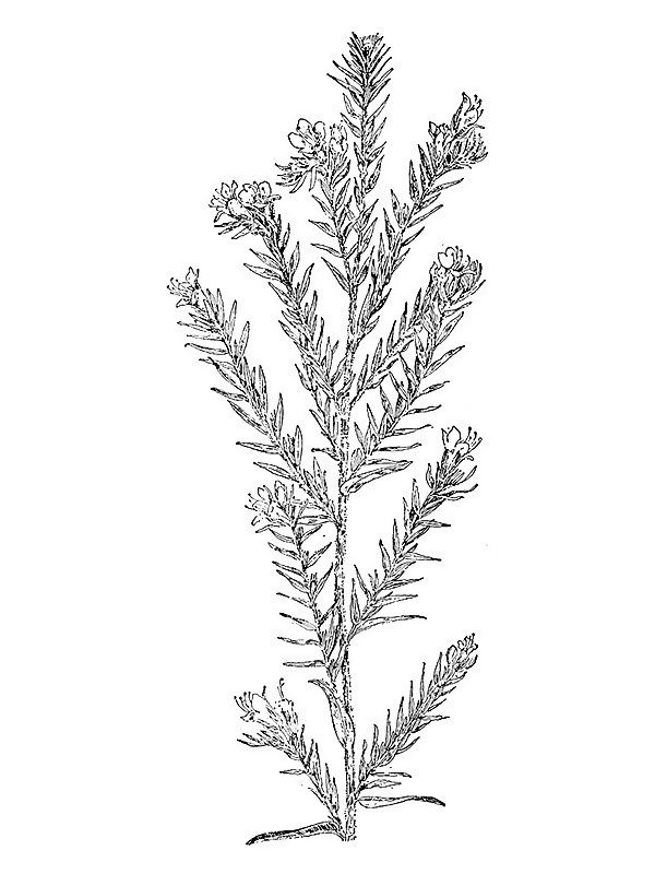 Echium vulgare