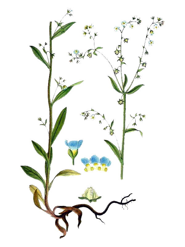 Lappula deflexa