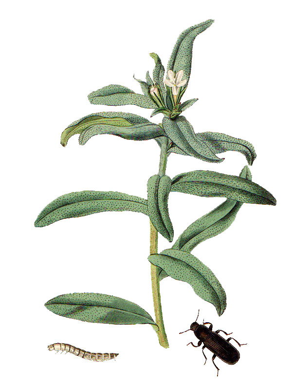 Lithospermum arvense