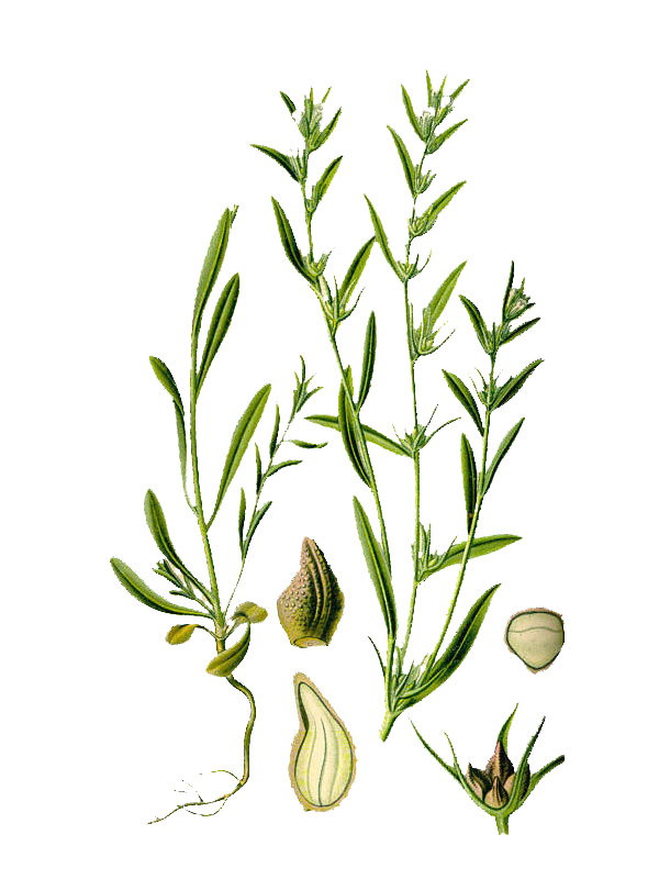 Lithospermum arvense