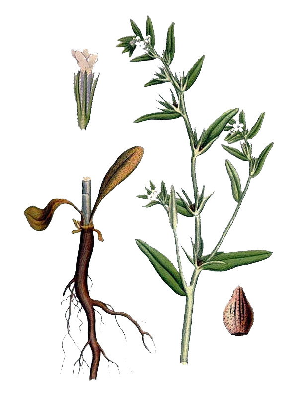Lithospermum arvense