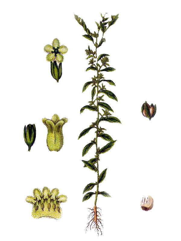 Lithospermum officinale